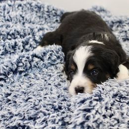 Bernedoodle, Goldendoodle, and Poodle Puppies from Raintree Standard Poodles & Mini Doodles