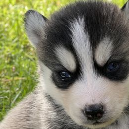 Girl 3 - Pomsky puppy in Tennessee from Hudson’s Huskies & Pomskies