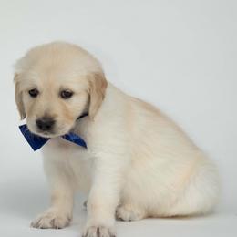 Golden Retriever Puppies from Valley County Goldens