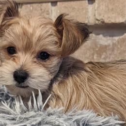 Yorkshire Terriers from Gina's Yorkshire Terriers