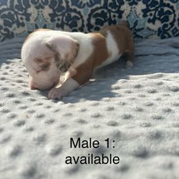 Dachshund Puppies from Sunshine’s Dachshunds