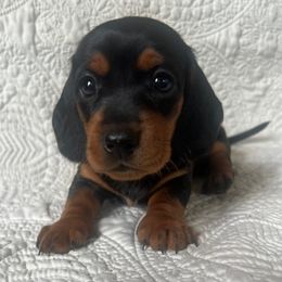 Dachshund Puppies from Works Farm Dachshunds