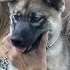 Mario - Wolf gray agouti male Tamaskan puppy in Kansas City, Missouri from Little Bear Tamaskans