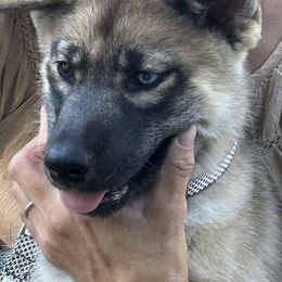 Mario - Wolf gray agouti male Tamaskan puppy in Kansas City, Missouri from Little Bear Tamaskans