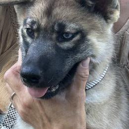 Mario - Wolf gray agouti male Tamaskan puppy in Kansas City, Missouri from Little Bear Tamaskans