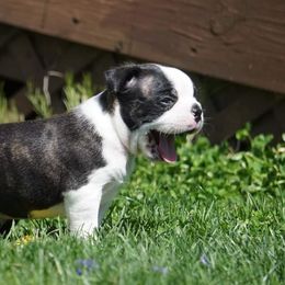 Boston Terrier Puppies from Kingston Boston Terriers