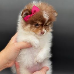 Mary-Kate - Chocolate parti female Pomeranian puppy in Menifee, California from Petite Poms Of CA
