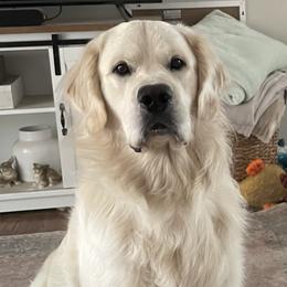 Memphis - Golden Retriever