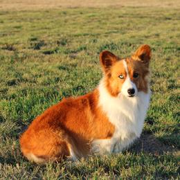 Tilly - Pembroke Welsh Corgi
