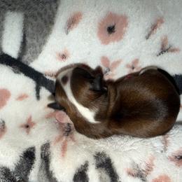 Girl 2 - Brindle female Shih Tzu puppy in Rockmart, Georgia from Sonya Garrett