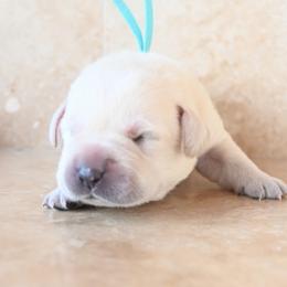 Mr. Mint - Yellow male Labrador Retriever puppy in Pasco, Washington from ROCK CREEK LABRADORS