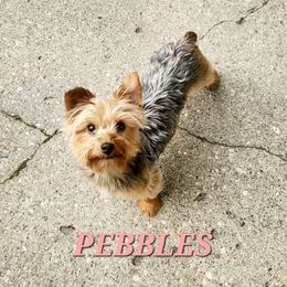 Pebbles - Yorkshire Terrier