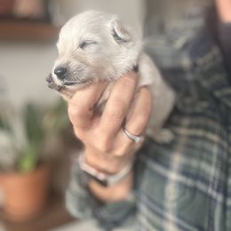 Orange Female - White female Berger Blanc Suisse puppy in Brooksville, Florida from Vom Hundhaus Shepherds