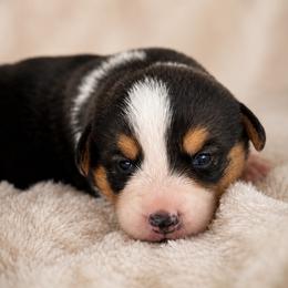 Boy 3 - Black and tan male Pembroke Welsh Corgi puppy in Beggs, Oklahoma from Blue Diamond Corgi’s