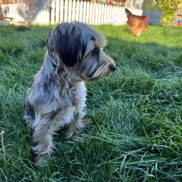 Cherry - Yorkshire Terrier