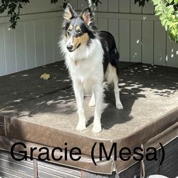 Collie and Scottish Collie All Grown Up from Lawson’s Lassies