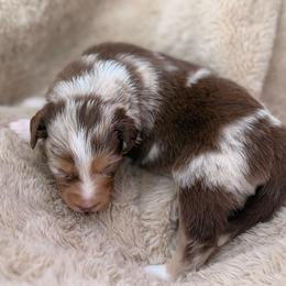 Saffron-Full tail and blue eyes likely - Red merle female Australian Shepherd puppy in Penrose, Colorado from Best Friend Aussies