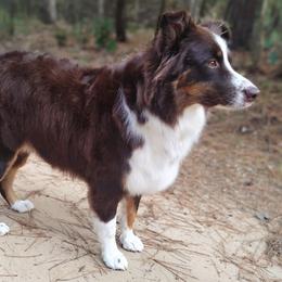 Lilly - Australian Shepherd