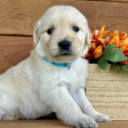 Mila - Light golden female Golden Retriever puppy in Doniphan, Missouri from Stockford’s Golden Retrievers