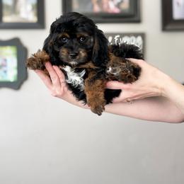 Cavapoo Puppies from Wonderful World Doodles