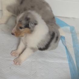 Artemis - Blue merle male Collie puppy in Malvern, Arkansas from Lost Acres Collies