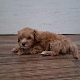 Itty Bitty - Apricot female Cavapoo puppy in Waco, Texas from Good Shepherd Homestead