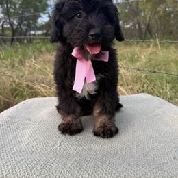 Baby - Black phantom female Aussiedoodle puppy in Eastland, Texas from H5 Mini Doodles