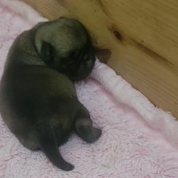 Fawn 2 - Fawn male Pug puppy in Humble, Texas from Rick Barrera Pugs