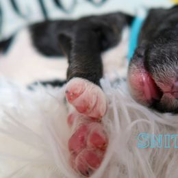 Bernedoodle Puppies from Atomic City Doodles