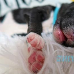 Bernedoodle Puppies from Atomic City Doodles