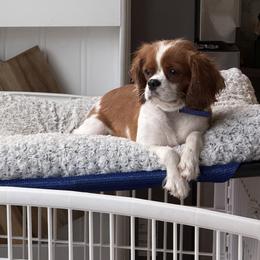 Hazel - Cavalier King Charles Spaniel