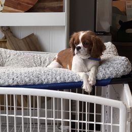 Hazel - Cavalier King Charles Spaniel