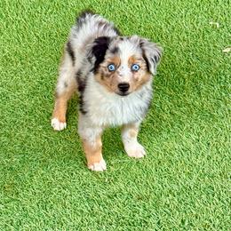 Daisy blue female - Blue merle female Toy Australian Shepherd puppy in Lemon Cove, California from Magic Ranch Mini Aussies