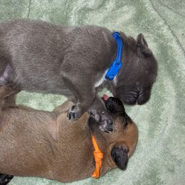 Boerboel Puppies from Askuwheto Boerboels