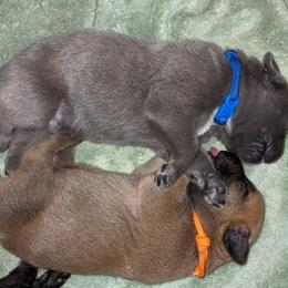 Boerboel Puppies from Askuwheto Boerboels