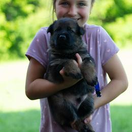 Boy 1 - male German Shepherd puppy in Lanesboro, Minnesota from Mid-Daylich Hotzaw