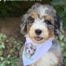 Bernedoodles and Sheepadoodles from EasyBreezyDoodles