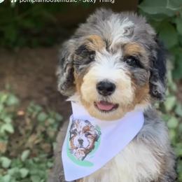Bernedoodles and Sheepadoodles from EasyBreezyDoodles