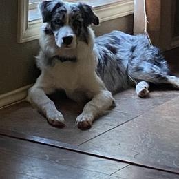 Kyrie - Australian Shepherd