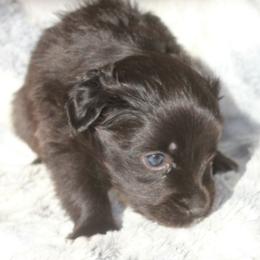 Cosmo - Black & white male Miniature Australian Shepherd puppy in Ionia, Iowa from Sapphire Stables