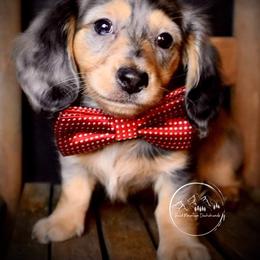 Dachshund Puppies from Bald Mountain Dachshunds