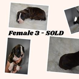 Boxer Puppies from Bowers Boxers