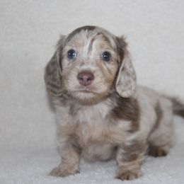 Dachshund Puppies from Rustic Bark Page's Dachshunds