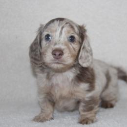 Dachshund Puppies from Rustic Bark Page's Dachshunds