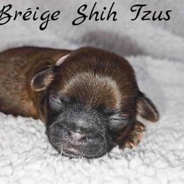AKC Red Female (Light Pink Collar) - Red female Shih Tzu puppy in Las Vegas, Nevada from Beirin Breige Shih Tzus