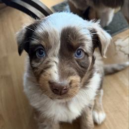 Champagne - Red merle female Australian Shepherd puppy in Litchfield, New Hampshire from Aussies Edge Farm