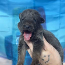 Sandy - Blue female German Shepherd puppy in Magnolia, Texas from K & Q Shepherds