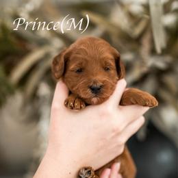 Prince - Red  male Goldendoodle puppy in Acton, Maine from Silver Pines Pups