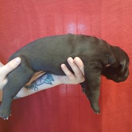 Last born. - Black male Cane Corso puppy in Los Lunas, New Mexico from Top Gun Kennels NM