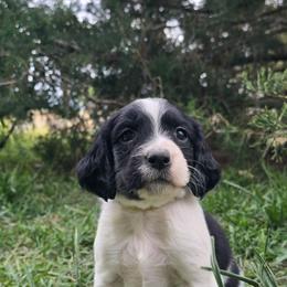 Spike - Black and white male English Springer Spaniel puppy in Palisade, Colorado from Bigfoot's Kennel